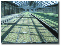 セル成型苗の生産温室