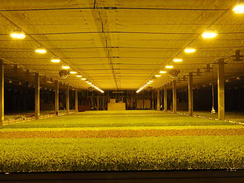 葉菜類生産農場