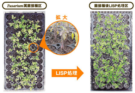 LISP処理効果