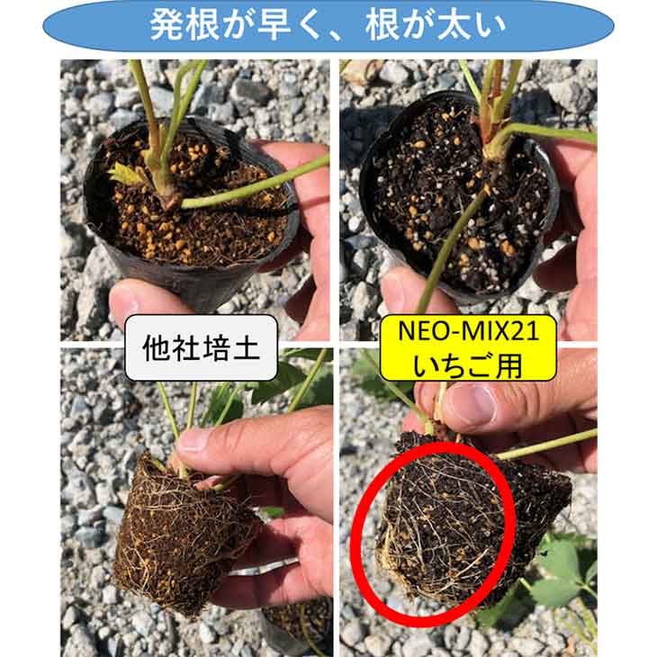 トイ