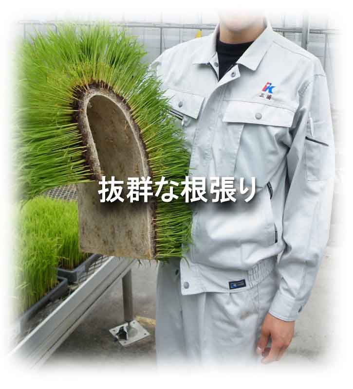 抜群な根張り