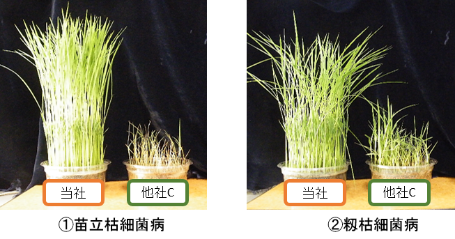 籾枯細菌病